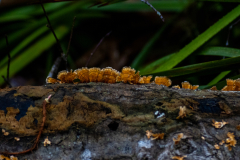 Jekyll-Island-Day-2-207