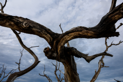 Driftwood-Beach-Sunset-006