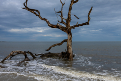 Driftwood-Beach-Sunset-007
