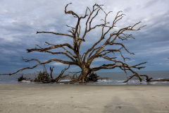 Driftwood-Beach-Sunset-009