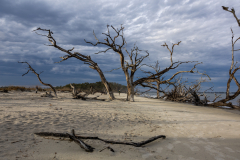 Driftwood-Beach-Sunset-015