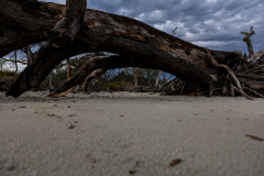 Driftwood-Beach-Sunset-024