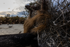 Driftwood-Beach-Sunset-028