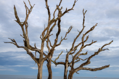 Driftwood-Beach-Sunset-031