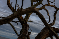 Driftwood-Beach-Sunset-073