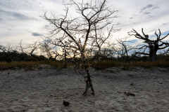 Driftwood-Beach-Sunset-082