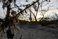Driftwood-Beach-Sunset-083