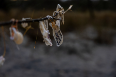 Driftwood-Beach-Sunset-087