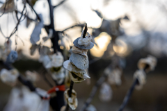 Driftwood-Beach-Sunset-089