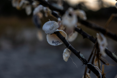 Driftwood-Beach-Sunset-090