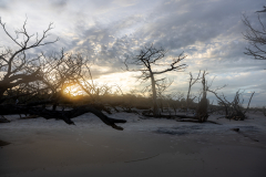 Driftwood-Beach-Sunset-106
