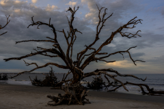 Driftwood-Beach-Sunset-117