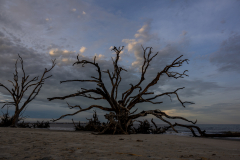 Driftwood-Beach-Sunset-118