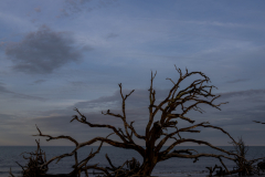 Driftwood-Beach-Sunset-120