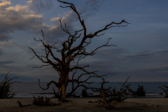 Driftwood-Beach-Sunset-125