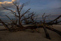 Driftwood-Beach-Sunset-128