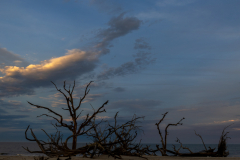 Driftwood-Beach-Sunset-142