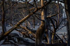 Driftwood-Beach-Sunset-Zooms-29
