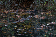 Long shot of turtles on log Long shot of turtles on log