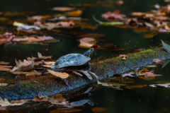 Lone turtle on mossy log Lone turtle on mossy log