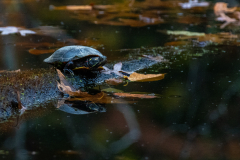 Turtle on log Turtle on log