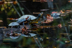 Zoom on turtles on log Zoom on turtles on log