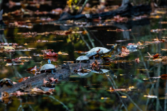 Four turtles on log Four turtles on log