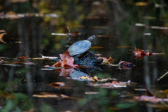 Turtle on protruding log Turtle on protruding log