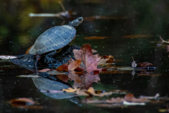 Lone turtle on protruding log Lone turtle on protruding log
