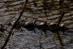 Little-Mulberry-Park-Autumn-2025-010