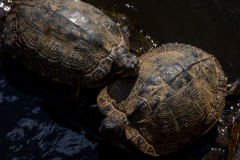 Little-Mulberry-Park-Autumn-2025-015