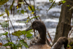 Little-Mulberry-Park-Autumn-2025-026