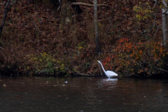 Little-Mulberry-Park-Autumn-2025-028