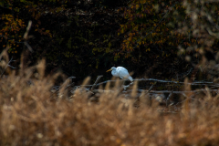 Little-Mulberry-Park-Autumn-2025-047