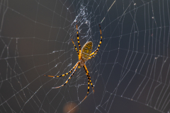 Little-Mulberry-Park-Autumn-2025-070