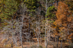 Little-Mulberry-Park-Autumn-2025-109