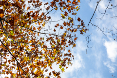 Little-Mulberry-Park-Autumn-2025-112