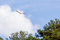 Little-Mulberry-Park-Autumn-2025-123