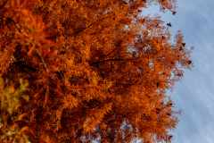 Little-Mulberry-Park-Autumn-2025-131