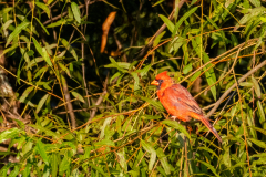 Little-Mulberry-Park-Sunrise-27