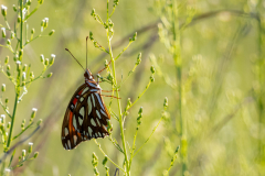 Little-Mulberry-Park-Sunrise-74