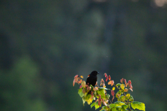 Little-Mulberry-Sunset-09 Little-Mulberry-Sunset-09