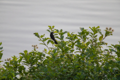 Little-Mulberry-Sunset-21 Little-Mulberry-Sunset-21