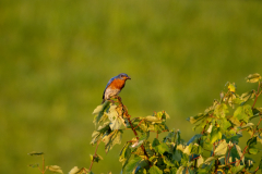 Little-Mulberry-Sunset-62 Little-Mulberry-Sunset-62