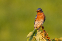 Little-Mulberry-Sunset-63 Little-Mulberry-Sunset-63