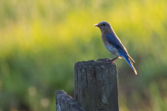 Little-Mulberry-Sunset-67 Little-Mulberry-Sunset-67