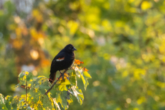 Little-Mulberry-Sunset-69
