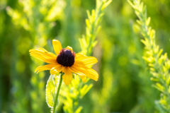 Little-Mulberry-Sunset-72 Little-Mulberry-Sunset-72