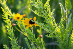 Little-Mulberry-Sunset-73 Little-Mulberry-Sunset-73