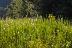 Little-Mulberry-Sunset-74 Little-Mulberry-Sunset-74